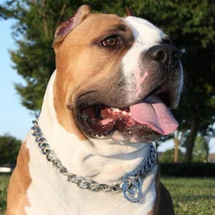 Collar Ahogo Metalico Grande | Accesorios | Marcapet