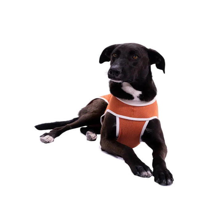 Faja Posquirurgico Para Mascotas L | Accesorios | Marcapet