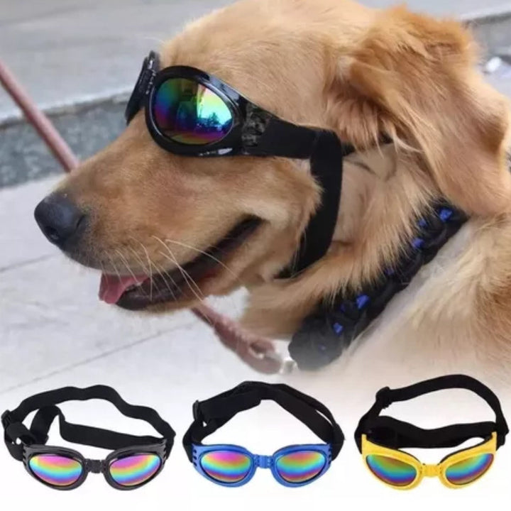 Gafas para Mascotas | Accesorios | Marcapet